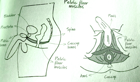 Pelvic Floor Pain – Hemmett Health & Chiropractic